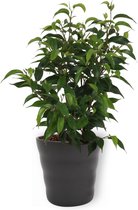 Kamerplant Ficus Natasja - ± 25cm hoog – 12 cm diameter - in zwarte pot