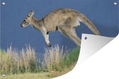 Muurdecoratie Kangoeroe - Dier - Natuur - 180x120 cm - Tuinposter - Tuindoek - Buitenposter