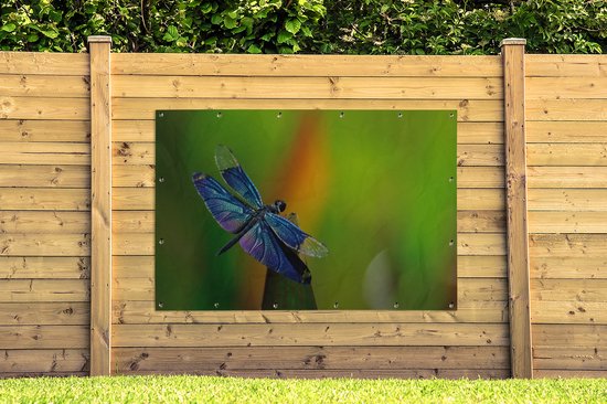 Affiche jardin Libellule - Une libellule bleue 180x120 cm - Toile jardin/Toile extérieur/ Peintures pour l'extérieur (décoration jardin) XXL / Groot format !