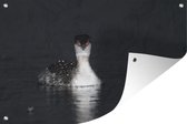 Muurdecoratie Een zwart-wit afbeelding van een Kuifduiker - 180x120 cm - Tuinposter - Tuindoek - Buitenposter