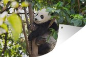 Tuinposters buiten Panda - Dier - Boom - 90x60 cm - Tuindoek - Buitenposter