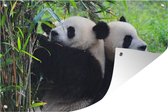 Tuinposters buiten Panda - Bamboe - Natuur - 90x60 cm - Tuindoek - Buitenposter