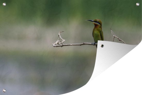 Le guêpier nain est assis sur une branche Affiche de jardin 90x60 cm - Toile de jardin / Toile d'extérieur / Peintures d'extérieur (décoration de jardin)