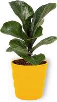 Kamerplant Ficus Bambino – Vioolplant - ± 30cm hoog – 12 cm diameter - in gele pot
