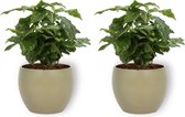 2x Kamerplant Coffea Arabica – Koffieplant - ± 25cm hoog – 12 cm diameter - in groene pot