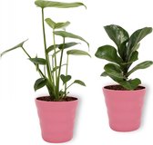 Set van 2 Kamerplanten - Monstera Deliciosa & Ficus Bambino- ±  30cm hoog - 12cm diameter - in Roze pot