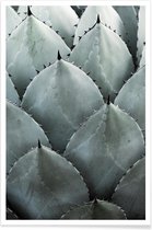 JUNIQE - Poster Agave foto -40x60 /Groen & Turkoois