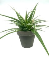 Graslelie Chlorophytum kamerpant, plant inclusief Pot (h 13cms Ø 13cms) en schotel Grijs inclusief verzenden