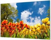 Wandpaneel Gele en oranje tulpen  | 150 x 100  CM | Zwart frame | Wandgeschroefd (19 mm)