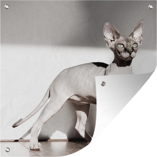 Foto: Tuindoek sportieve sphynx kat met zonnestralen 100x100 cm