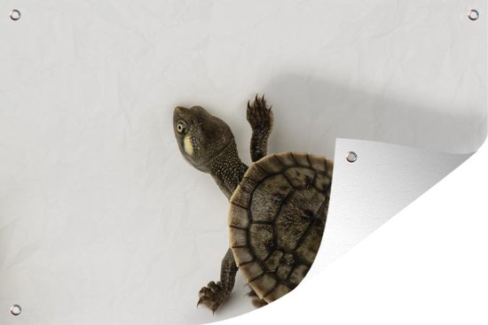 Tuindecoratie Baby schildpad loopt over witte achtergrond - 60x40 cm - Tuinposter - Tuindoek - Buitenposter