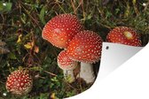 Muurdecoratie Rode paddenstoelen tegen groen gras - 180x120 cm - Tuinposter - Tuindoek - Buitenposter