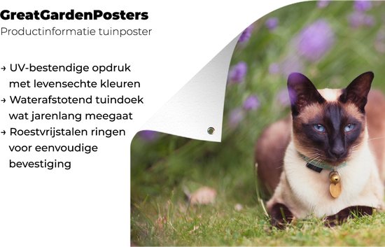 Un chat siamois se trouve par le poster jardin violet lavande 90x60 cm - Toile de jardin / Toile d'extérieur / Peintures pour l'extérieur (décoration de jardin)