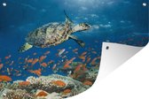 Tuindecoratie Koraalrif met schildpad - 60x40 cm - Tuinposter - Tuindoek - Buitenposter