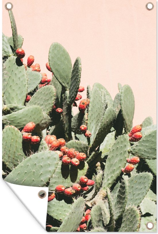 Foto: Tuinposter tuindoek tuinposters buiten schijfcactus cactusvijg tegen een roze muur 80x120 cm tuin