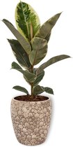 Kamerplant Ficus Tineke - ± 70cm hoog – 19cm diameter - luchtzuiverend - in creme kleurige pot