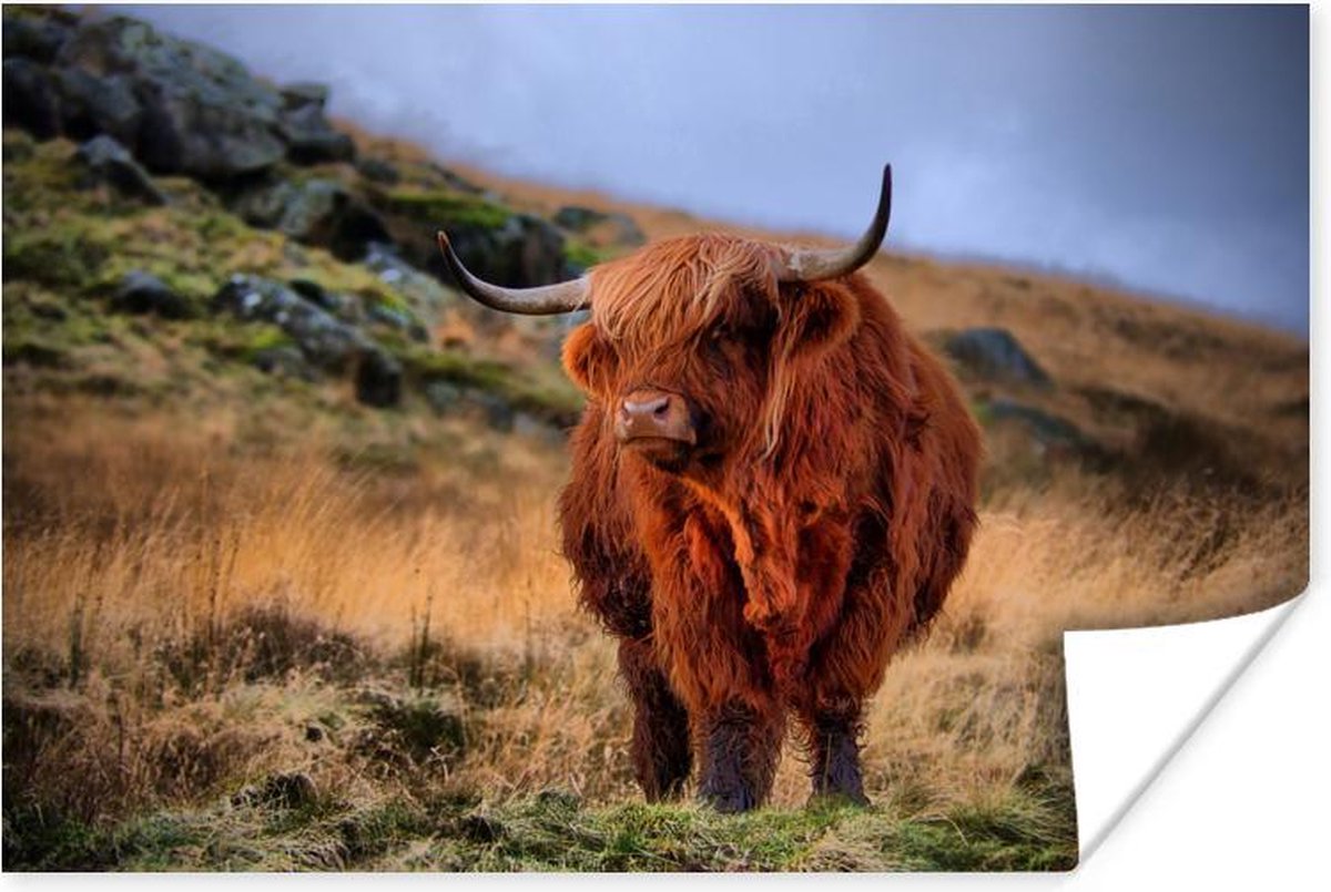 Poster Schotse hooglander op heuvel 120x80 cm