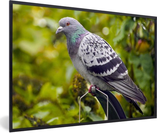 Photo encadrée - Un pigeon sauvage coloré parmi les feuilles vertes cadre photo noir 30x20 cm - Affiche encadrée (Décoration murale salon / chambre)