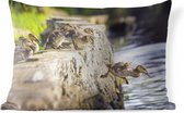 Buitenkussens - Tuin - Baby eend springend van rots - 60x40 cm