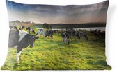 Sierkussen Friese koe voor buiten - Grote groep Friese koeien grazen in een weiland - 60x40 cm - rechthoekig weerbestendig tuinkussen / tuinmeubelkussen van polyester