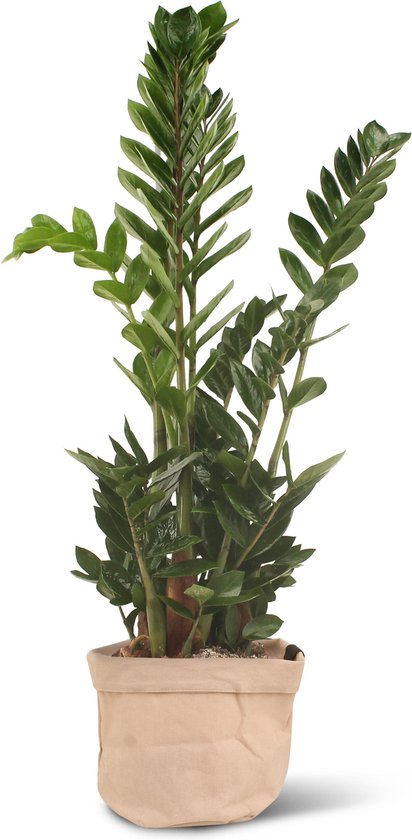We Love Plants - Zamioculcas Zamiifolia + Plantbag Old Pink - 80 cm hoog - Makkelijke kamerplant