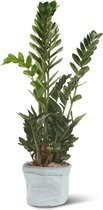 We Love Plants - Zamioculcas Zamiifolia + Plantbag Old Blue - 80 cm hoog - Makkelijke kamerplant