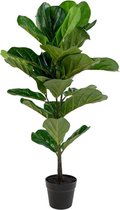 Artichok Ellen vioolblad kamerplant - 100 cm