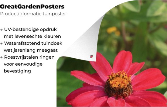 Affiche de jardin fleur de zinnia rouge 80x120 cm - Toile de jardin / Toile d'extérieur / Peintures pour l'extérieur (décoration de jardin)