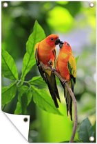 Muurdecoratie Twee Zonparkieten zitten samen op een takje - 120x180 cm - Tuinposter - Tuindoek - Buitenposter