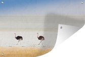 Muurdecoratie Struisvogels in de natuur foto - 180x120 cm - Tuinposter - Tuindoek - Buitenposter