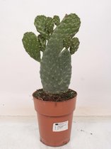 Cactus van Botanicly – Opuntia Consolea – Hoogte: 40 cm