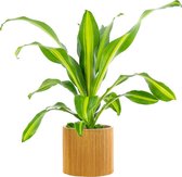 Kamerplant van Botanicly – Drakenboom in zeegras pot als set – Hoogte: 70 cm – Dracaena Burley