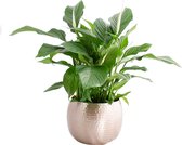 Kamerplant van Botanicly – Lepelplant  in Rose gold metaal pot als set – Hoogte: 105 cm – Spathiphyllum Sweet Lauretta