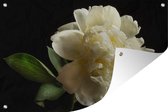 Muurdecoratie Bloeiende witte pioenroos - 180x120 cm - Tuinposter - Tuindoek - Buitenposter