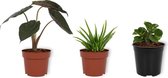 Set van 3 Kamerplanten - Aloë Vera & Peperomia Green Gold & Alocasia Wentii - ±  30cm hoog - 12cm diameter