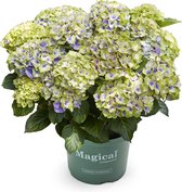 Hortensia Magical Jewel tuinhortensia blauw - 5 liter pot