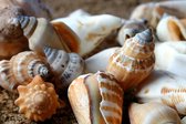 Tuinposter - Zee / Water / Strand - Strand in beige / bruin / wit / zwart - 60 x 90 cm.