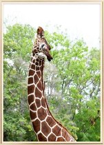 Poster Met Metaal Gouden Lijst - Elegante Giraffe Poster