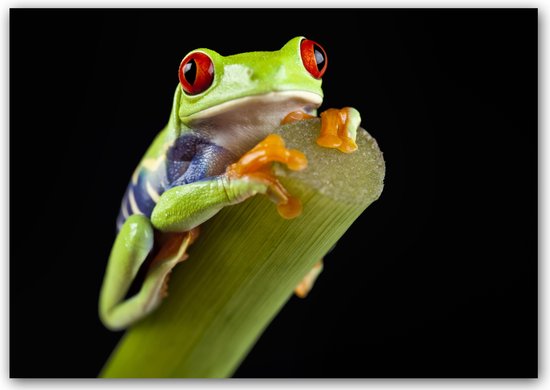 Dibond - Animaux - Faune / Grenouille en vert / rouge / noir - 50 x 75 cm.