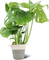 We Love Plants - Monstera Deliciosa + Mand Samantha - 55 cm hoog - Gatenplant
