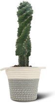 We Love Plants - Cereus Spirales + Mand Samantha - 55 cm hoog - Cactus