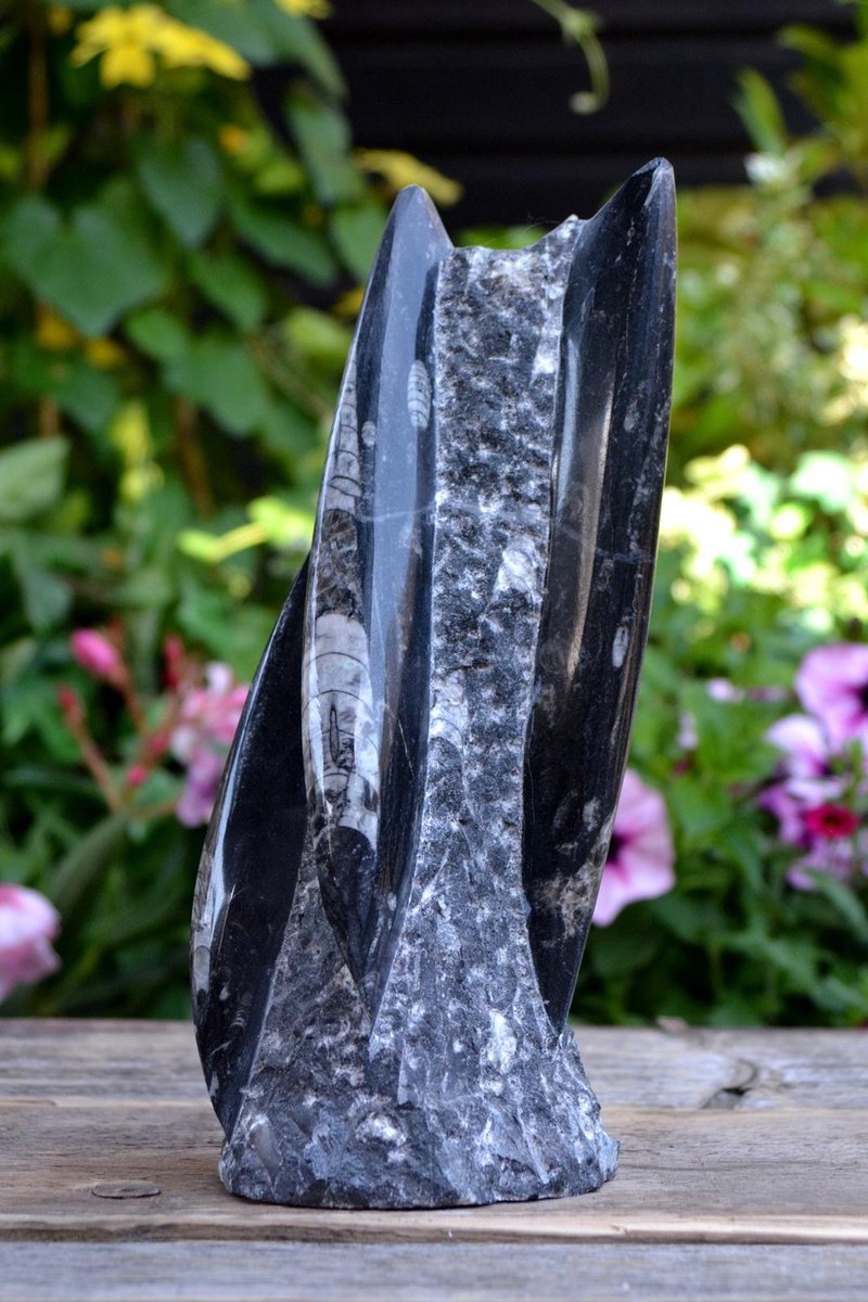 Orthoceras fossiel sculptuur - 1620 gram