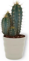 Cactus Pilosocereus Azureus - Schijfcactus - ±25 cm hoog – 12cm diameter - in grijze pot