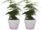 2x Kamerplant Asparagus Plumosus – Aspergeplant - ± 25cm hoog – 12 cm diameter - in lila betonnen pot