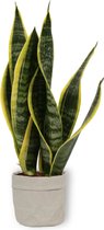 Kamerplant Sansevieria - Vrouwentong - ± 40cm hoog - In grijze sierzak