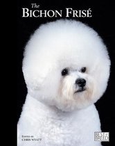 Bichon Frise