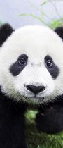 Panda deurposter 92x202 cm