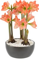Amaryllis "Mini Queen" in 22cm keramieken schaal