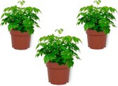 Set van 3 Kamerplanten - Radermachera Sinica - ± 25cm hoog - 12cm diameter