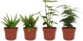 Set van 4 Kamerplanten - Aloe Vera & Asparagus Plumosus & Monstera Deliciosa & Nephrolepis Vitale - ± 25cm hoog - 12cm diameter